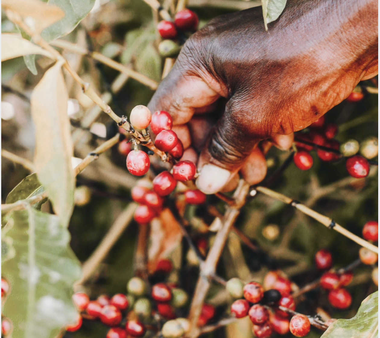 Coffee Farms