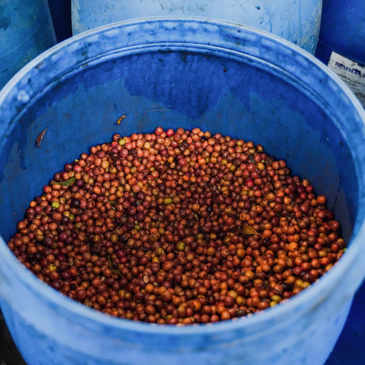 Coffee Processing
