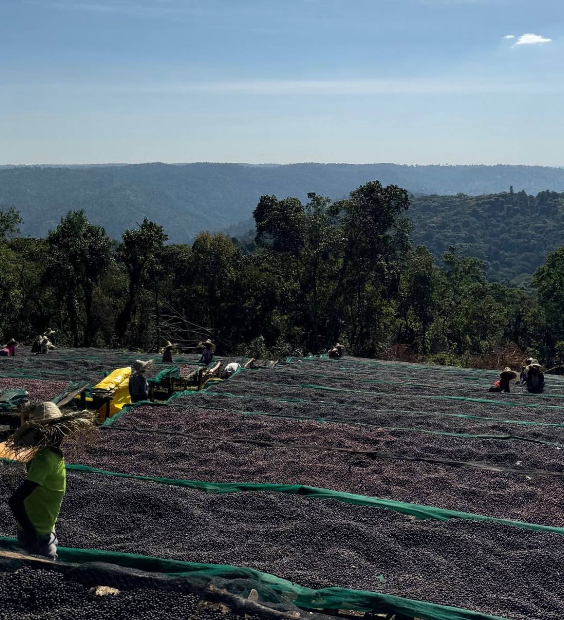 Coffee cherries drying on raised beds in the Guji highlands